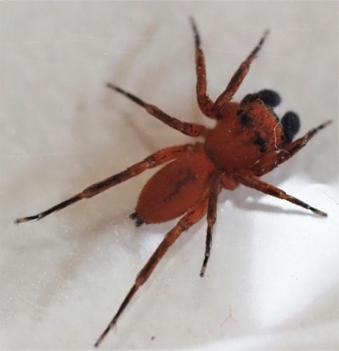 Cyrba sp.